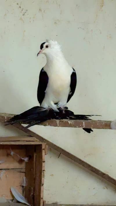 Fancy pegion