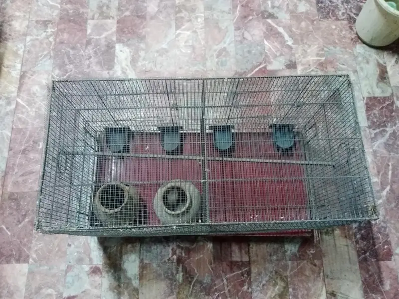 4 large portion cage for birds — photo 5