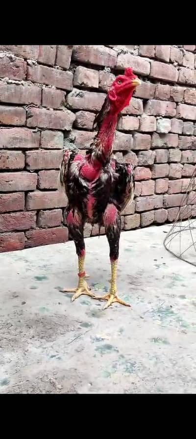 2 pathay tyar for sale mashallah acha shoq krwanay Wala han
