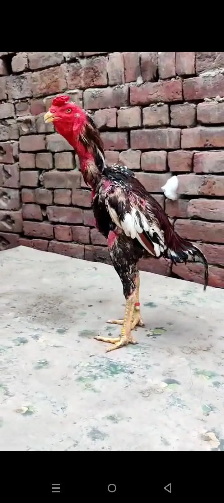 2 pathay tyar for sale mashallah acha shoq krwanay Wala han — photo 3