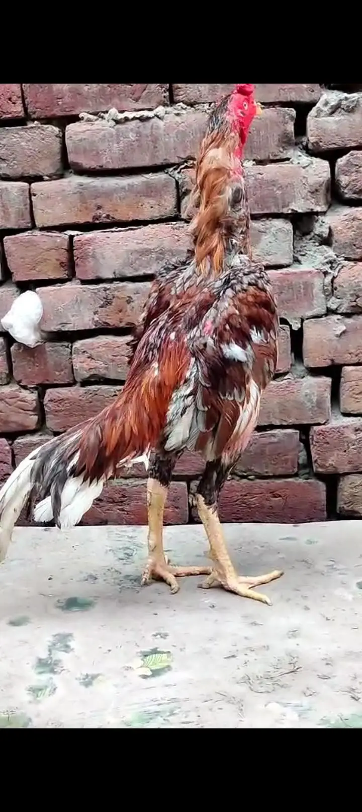 2 pathay tyar for sale mashallah acha shoq krwanay Wala han — photo 6