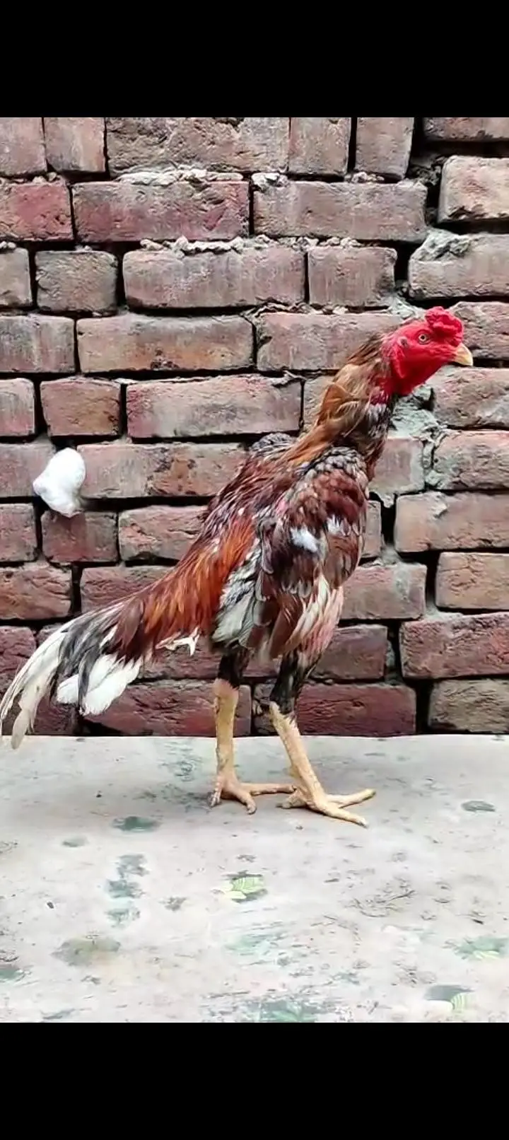2 pathay tyar for sale mashallah acha shoq krwanay Wala han — photo 7