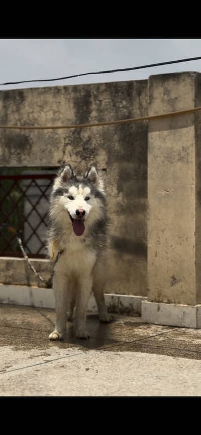 Husky pair puppies available for sale