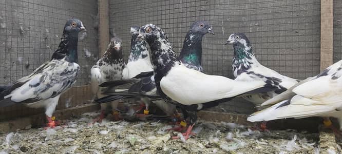 Taddi Rampuri Kamagar Neelay pigeons for sale