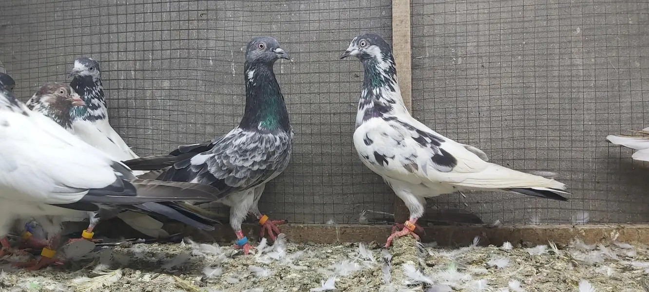 Taddi Rampuri Kamagar Neelay pigeons for sale — photo 2