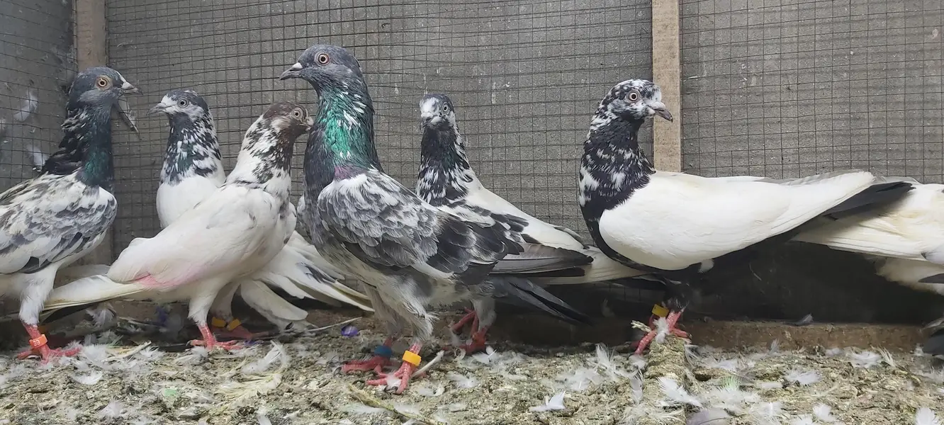 Taddi Rampuri Kamagar Neelay pigeons for sale — photo 3