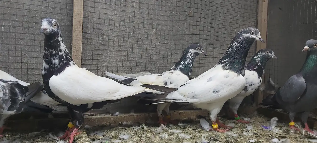Taddi Rampuri Kamagar Neelay pigeons for sale — photo 4