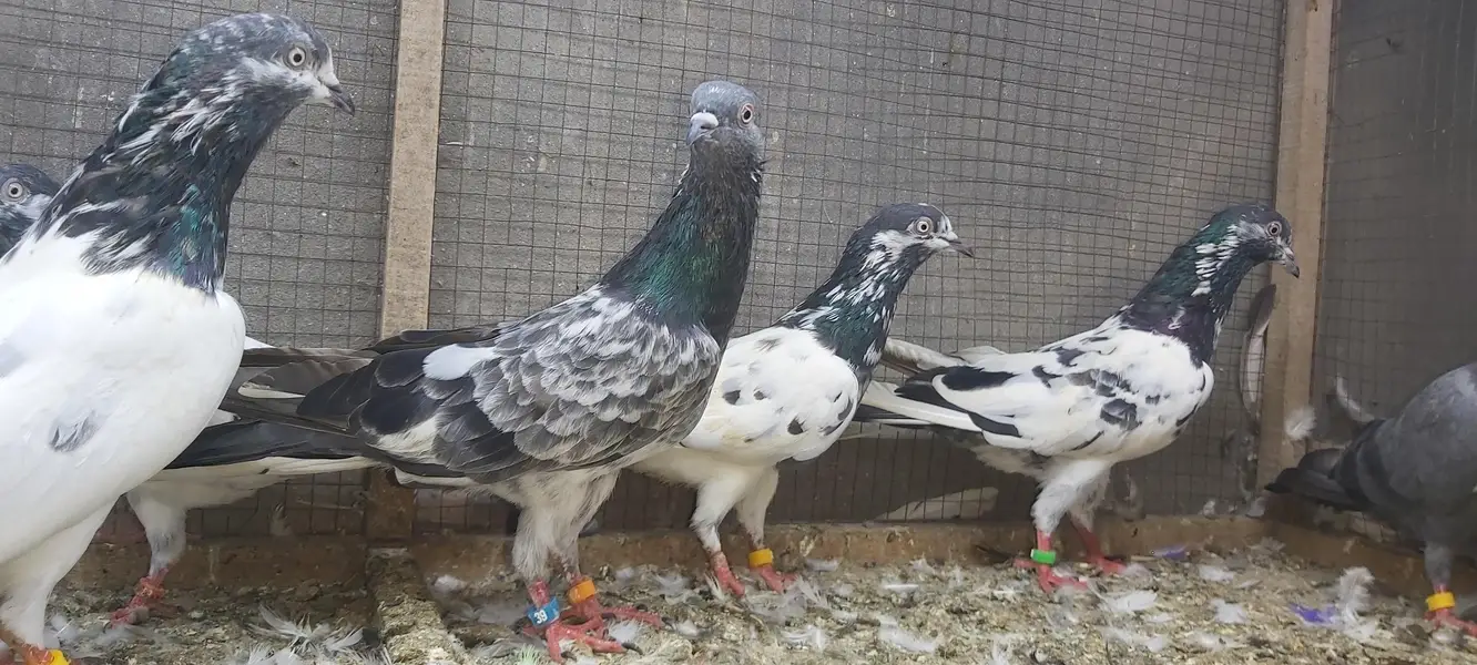 Taddi Rampuri Kamagar Neelay pigeons for sale — photo 5