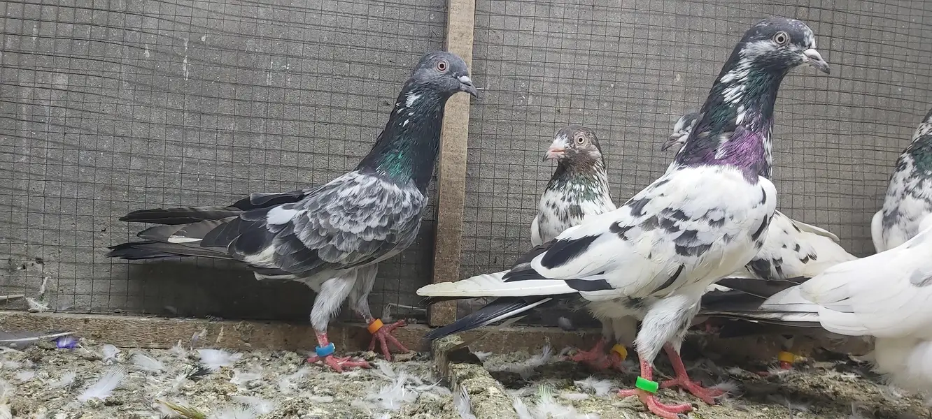 Taddi Rampuri Kamagar Neelay pigeons for sale — photo 6