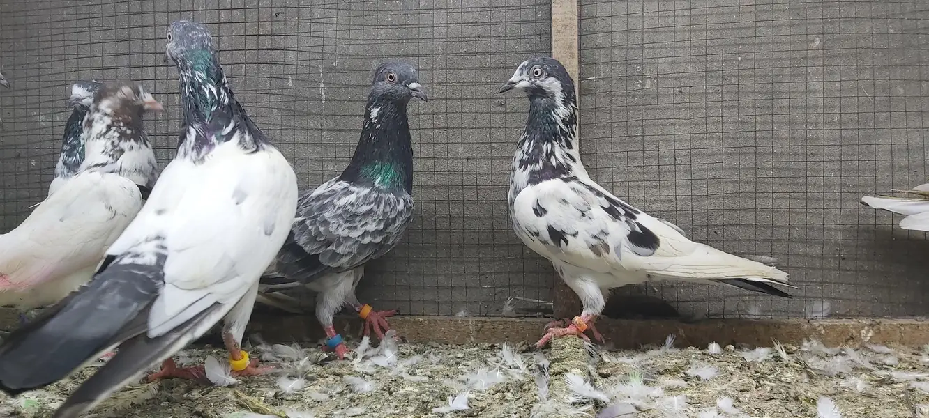 Taddi Rampuri Kamagar Neelay pigeons for sale — photo 7