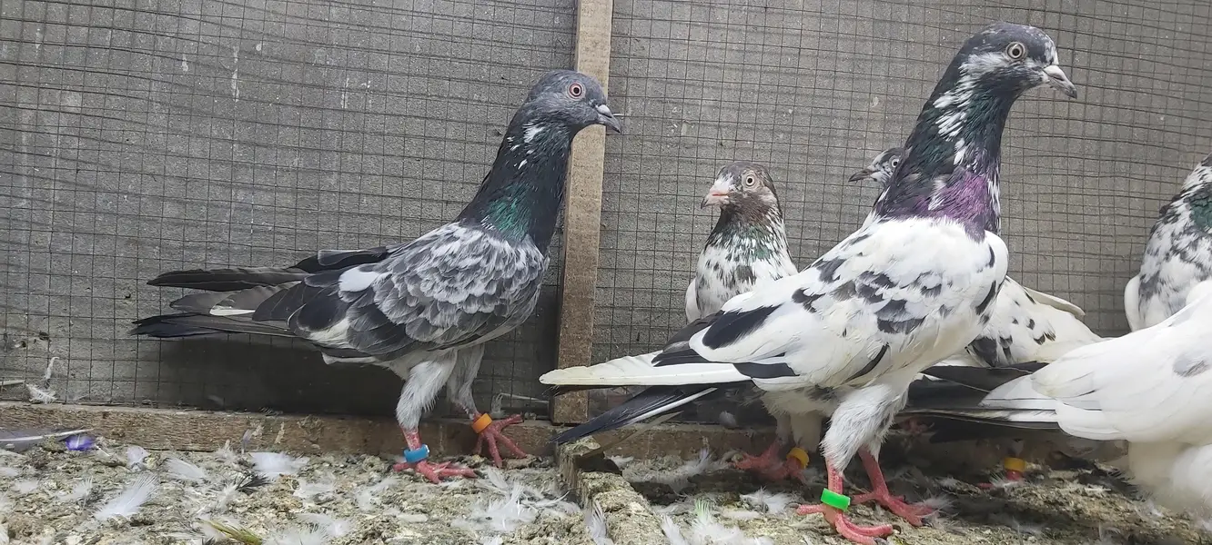 Taddi Rampuri Kamagar Neelay pigeons for sale — photo 8