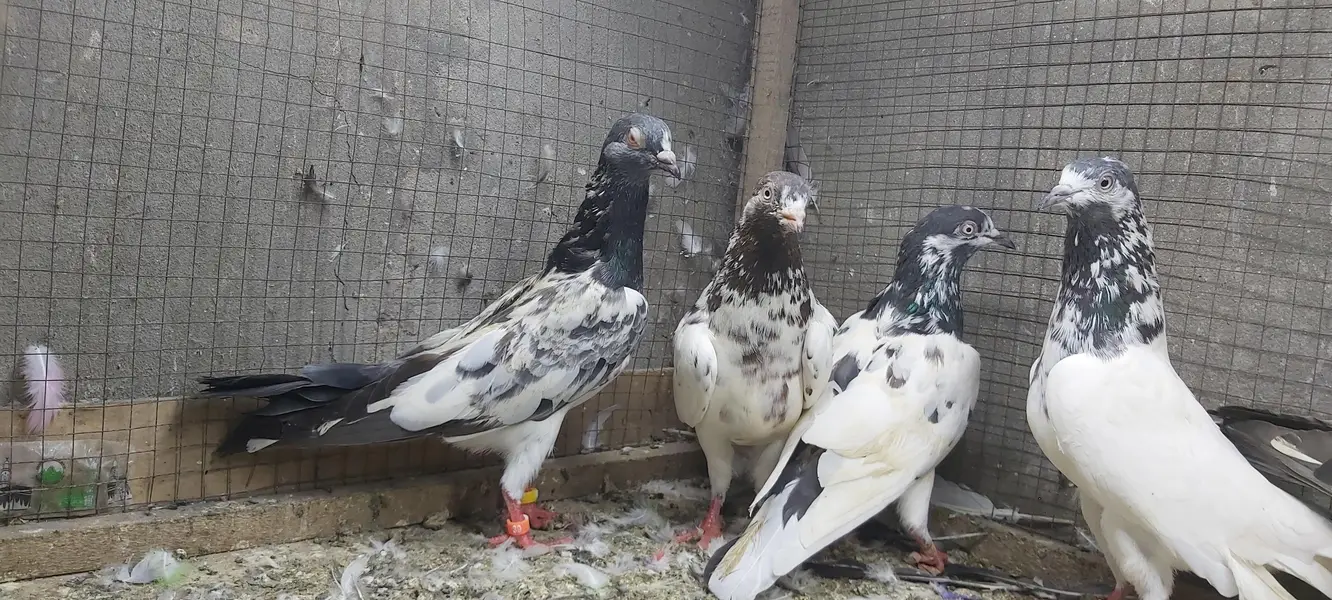 Taddi Rampuri Kamagar Neelay pigeons for sale — photo 9