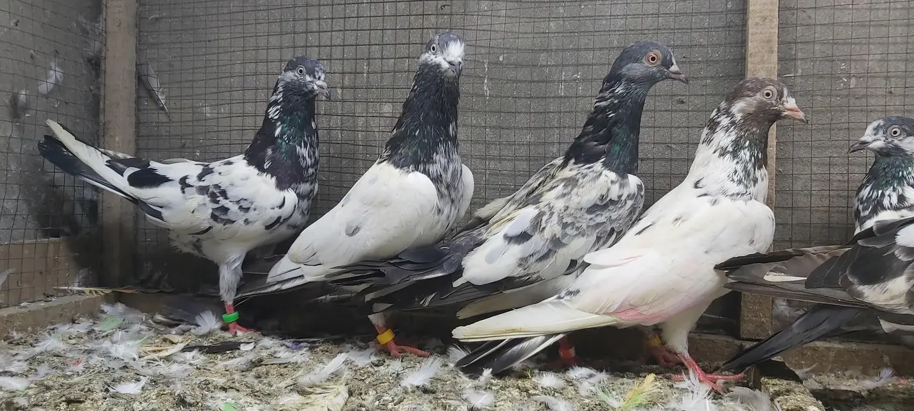Taddi Rampuri Kamagar Neelay pigeons for sale — photo 10