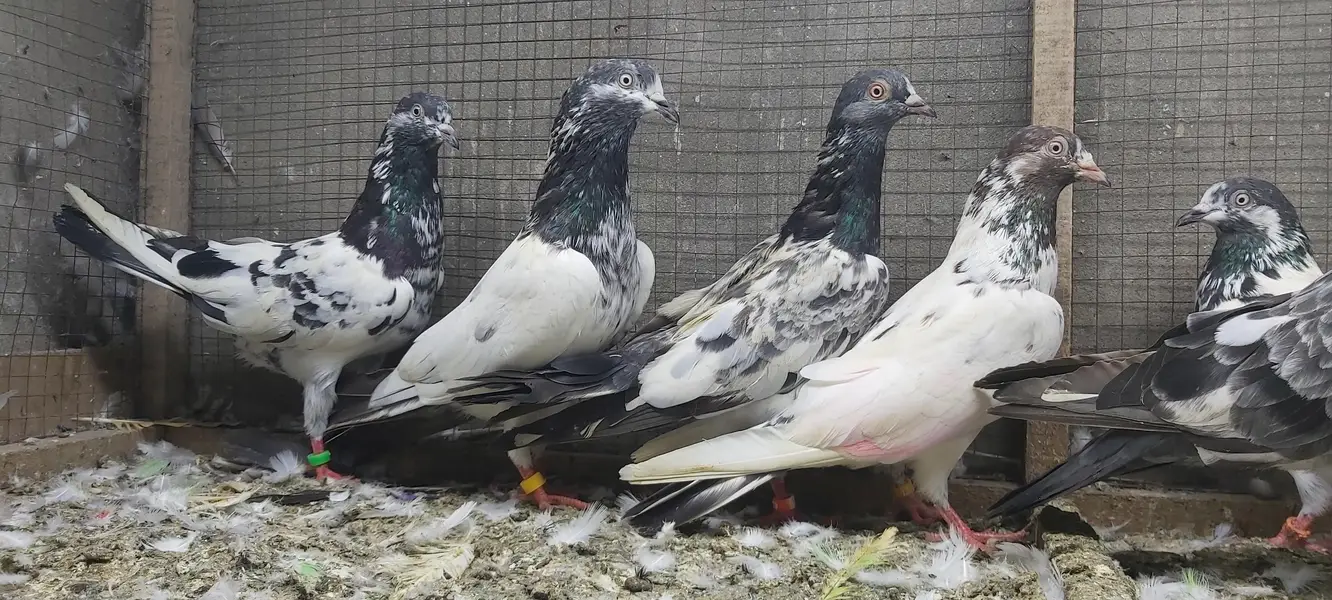 Taddi Rampuri Kamagar Neelay pigeons for sale — photo 11