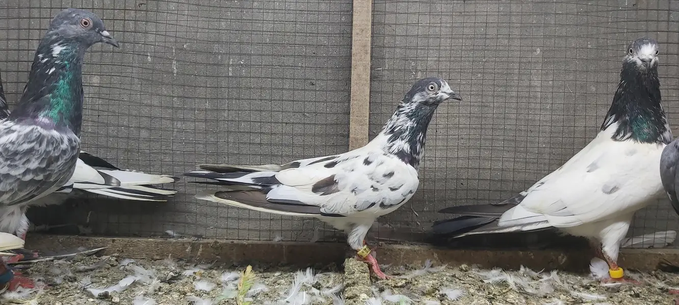 Taddi Rampuri Kamagar Neelay pigeons for sale — photo 12