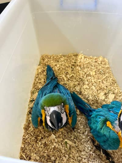 blue and gold macaw chicks for sale 03292338351