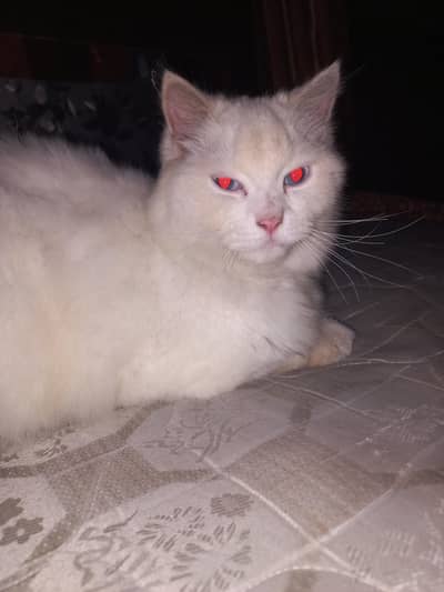 Male Persian Cat Triple Coat