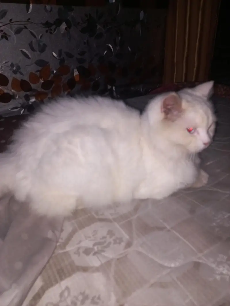Male Persian Cat Triple Coat — photo 2