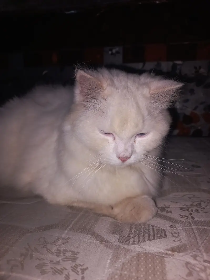 Male Persian Cat Triple Coat — photo 3