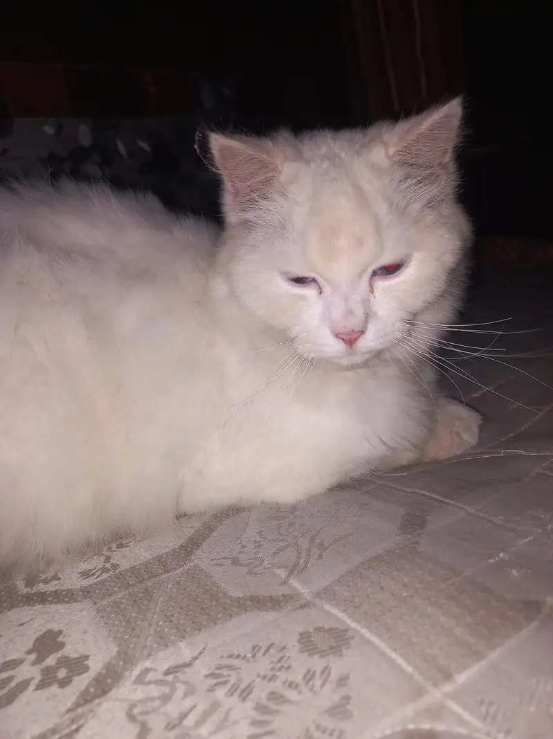 Male Persian Cat Triple Coat — photo 4