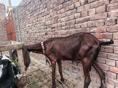 Nagra bakri | goat | cross bakri | Goat for sale