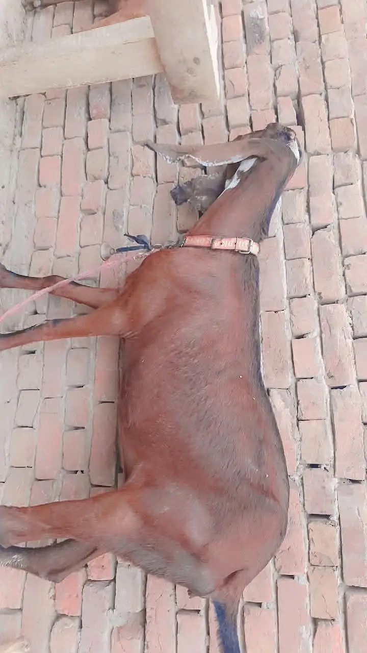 Nagra bakri | goat | cross bakri | Goat for sale — photo 2