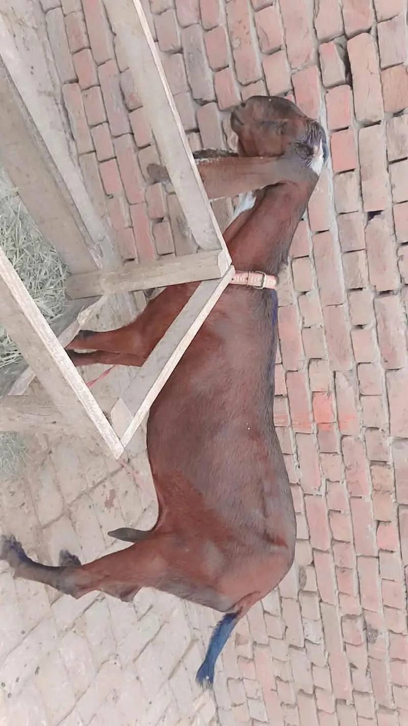 Nagra bakri | goat | cross bakri | Goat for sale — photo 3