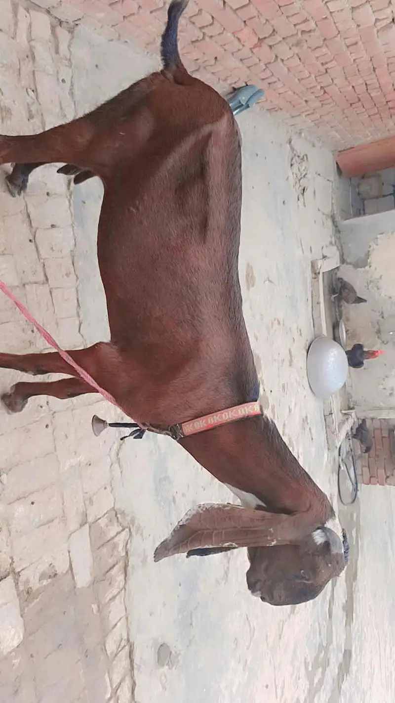 Nagra bakri | goat | cross bakri | Goat for sale — photo 4