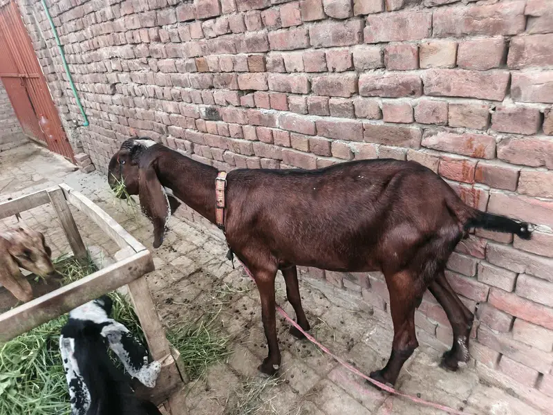 Nagra bakri | goat | cross bakri | Goat for sale — photo 5