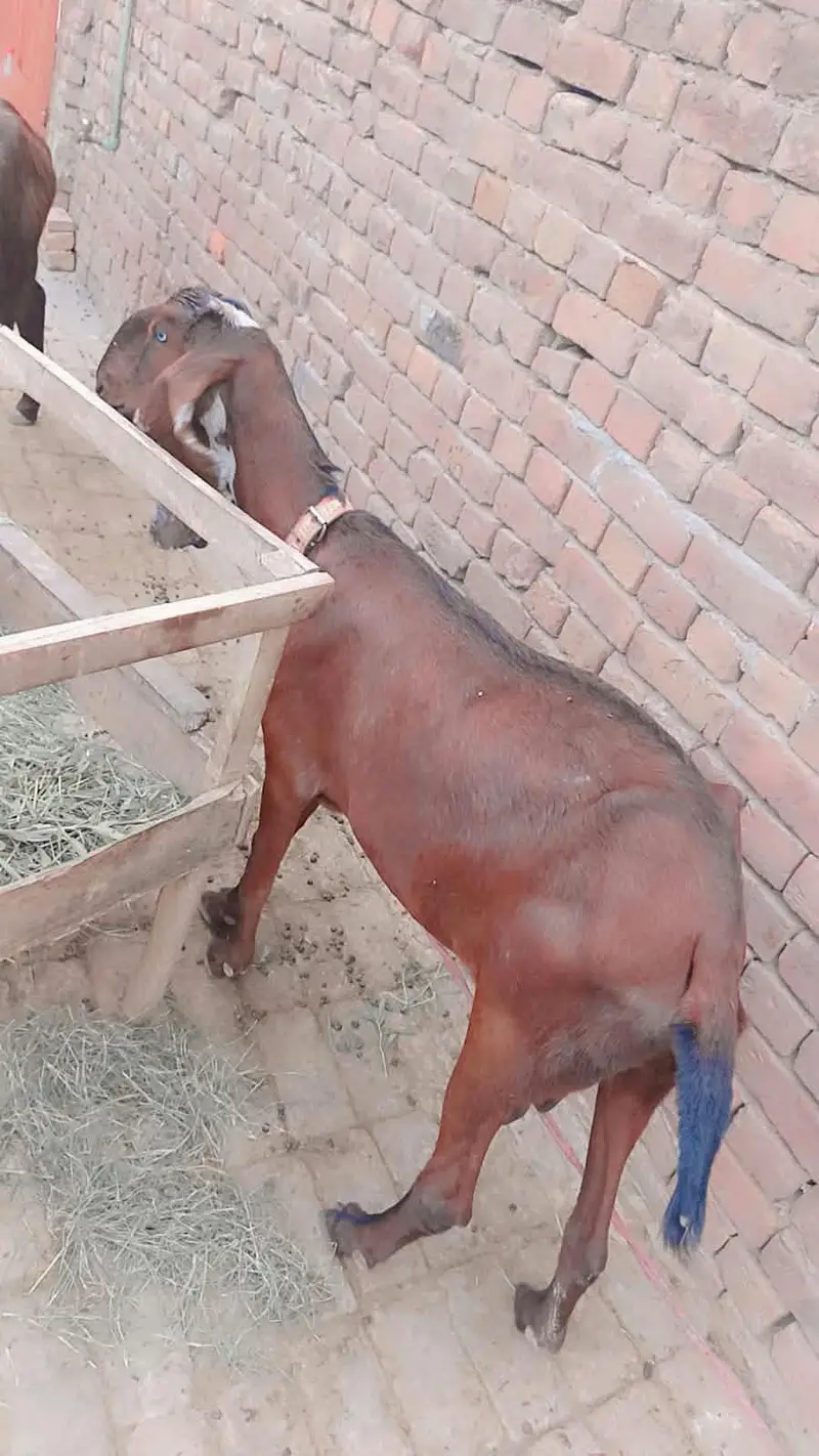 Nagra bakri | goat | cross bakri | Goat for sale — photo 6