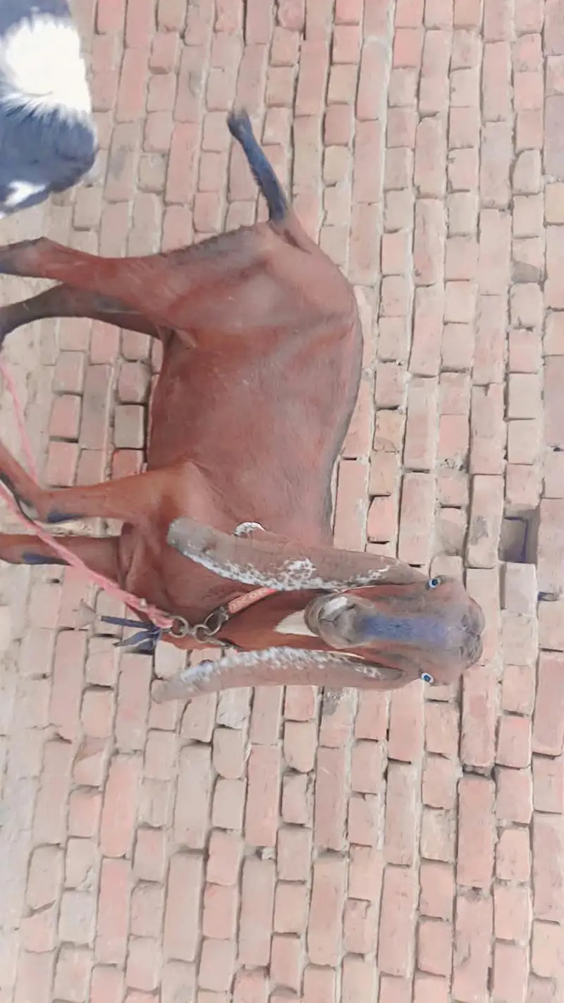 Nagra bakri | goat | cross bakri | Goat for sale — photo 8