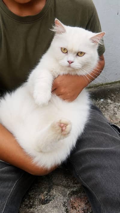 Persian semi punch face breeder cat