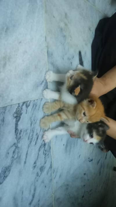 3 kittens for sale