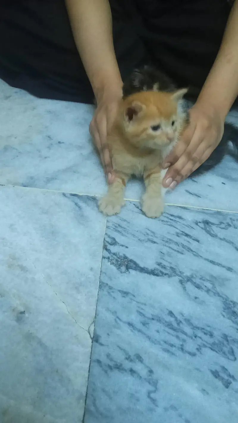 3 kittens for sale — photo 2