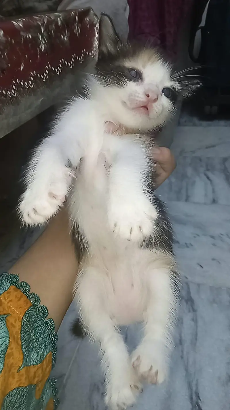 3 kittens for sale — photo 3
