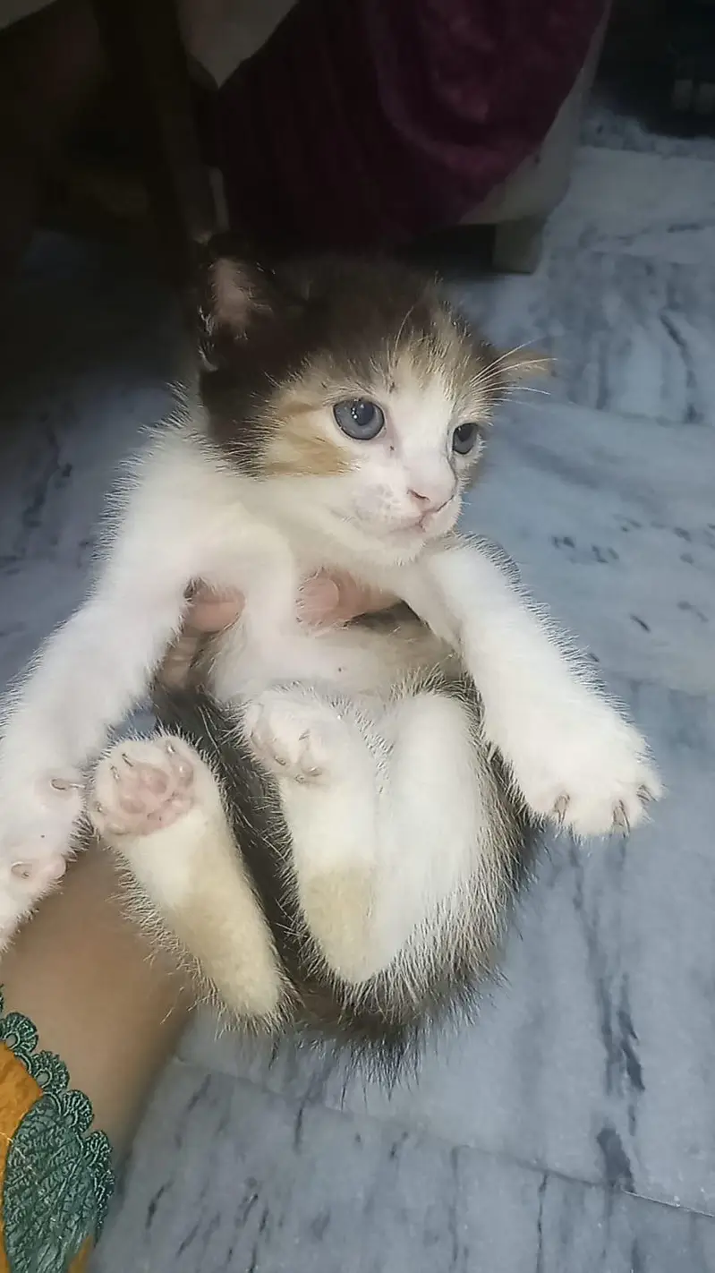3 kittens for sale — photo 4