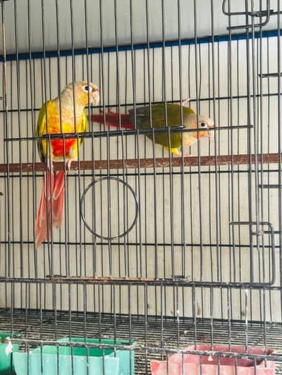 conure breeder pairs available