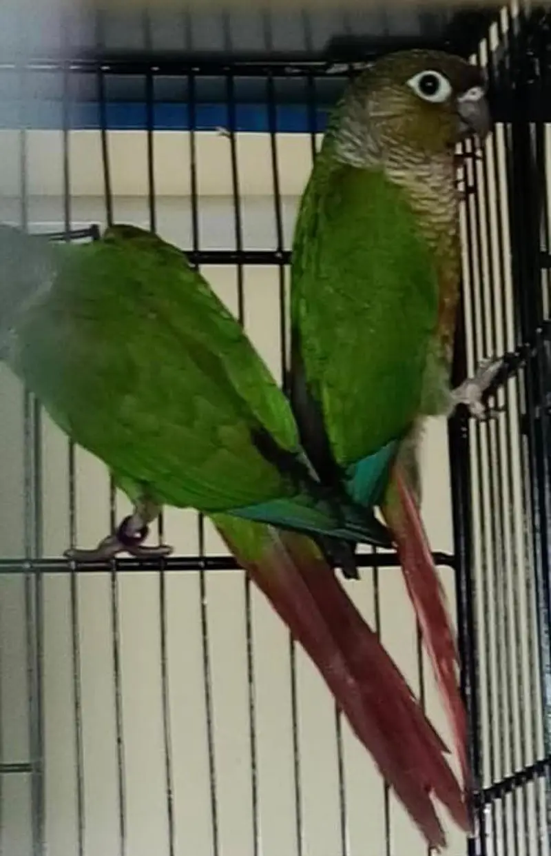 conure breeder pairs available — photo 2