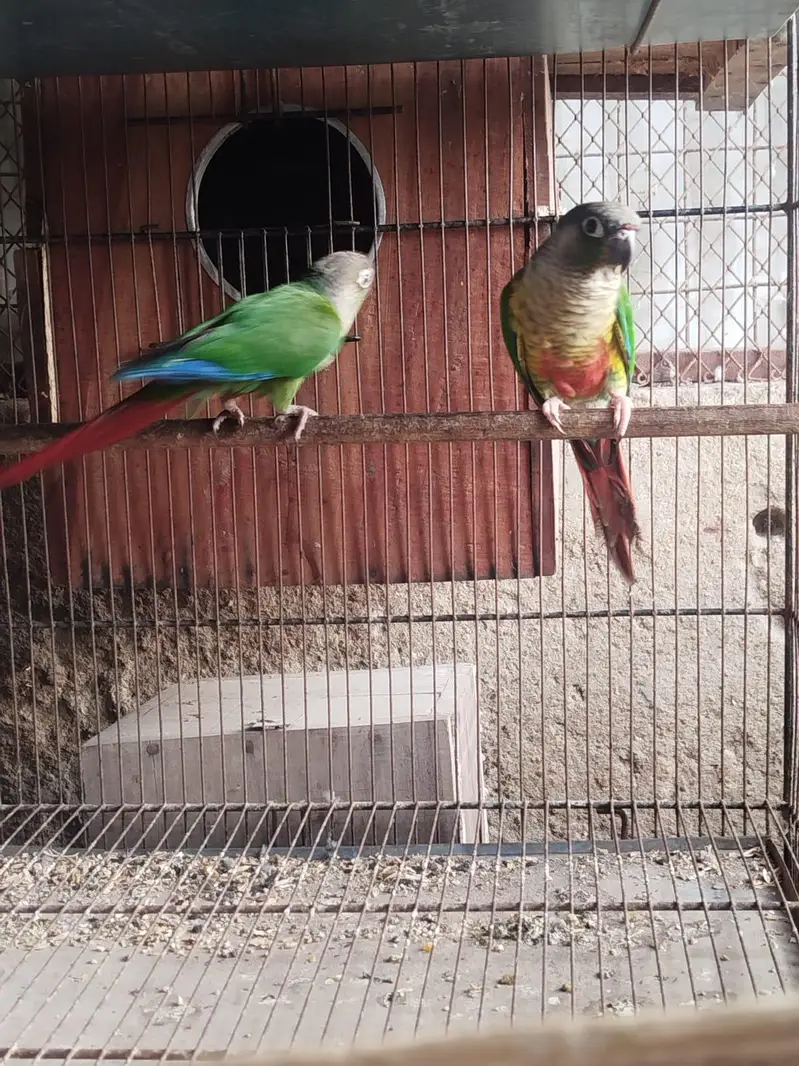 conure breeder pairs available — photo 3
