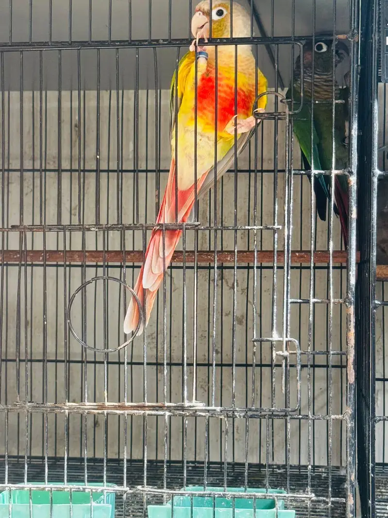 conure breeder pairs available — photo 4