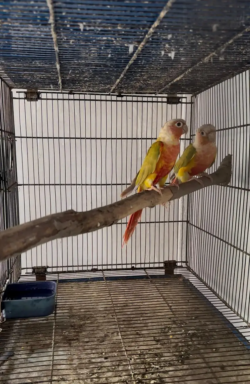 conure breeder pairs available — photo 5