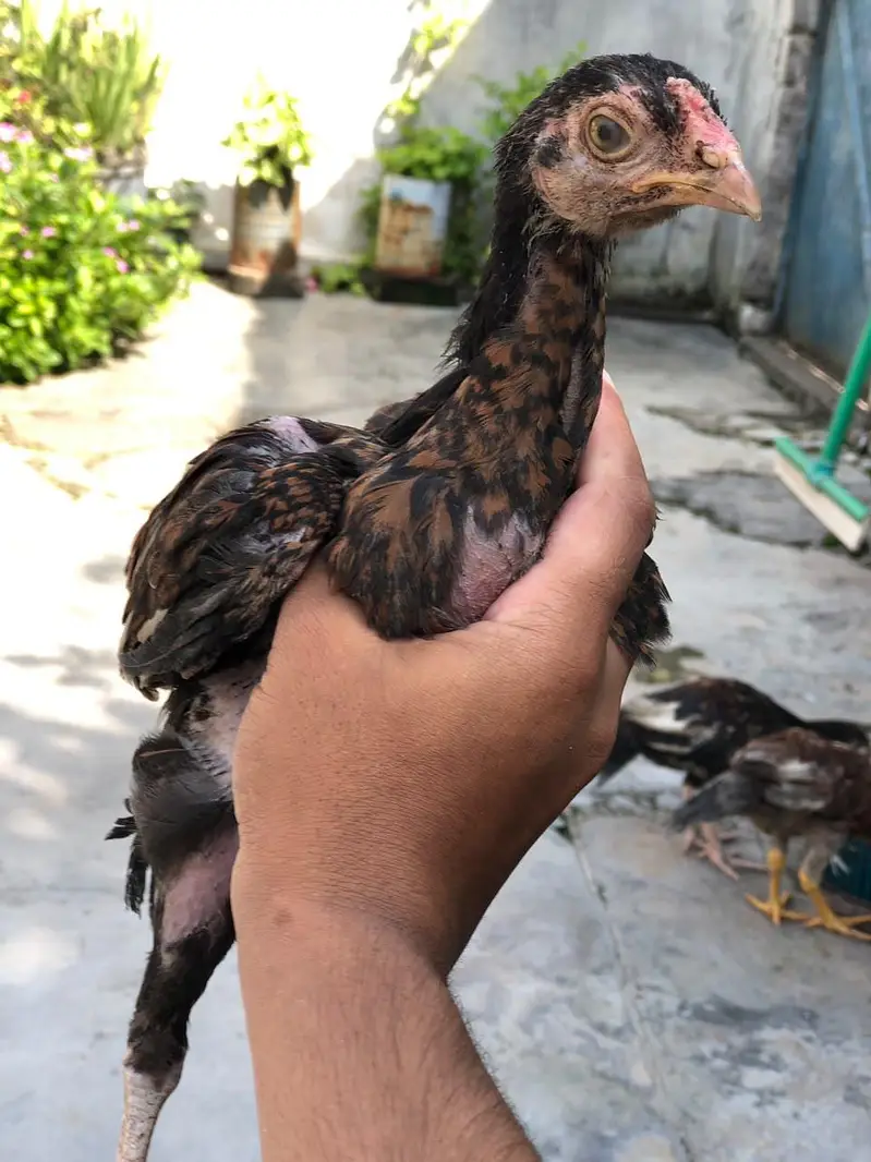 Aseel Mianwali - For sale — photo 2