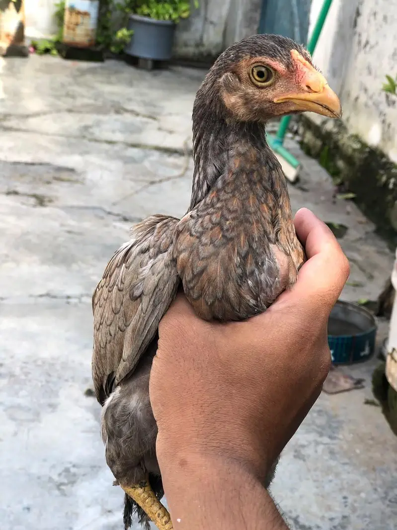 Aseel Mianwali - For sale — photo 4