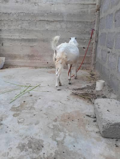 urgent sale need cash only WhatsApp 03152344578
