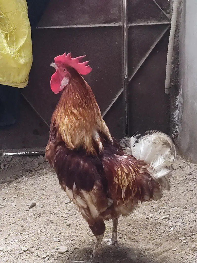 lohmann male — photo 2