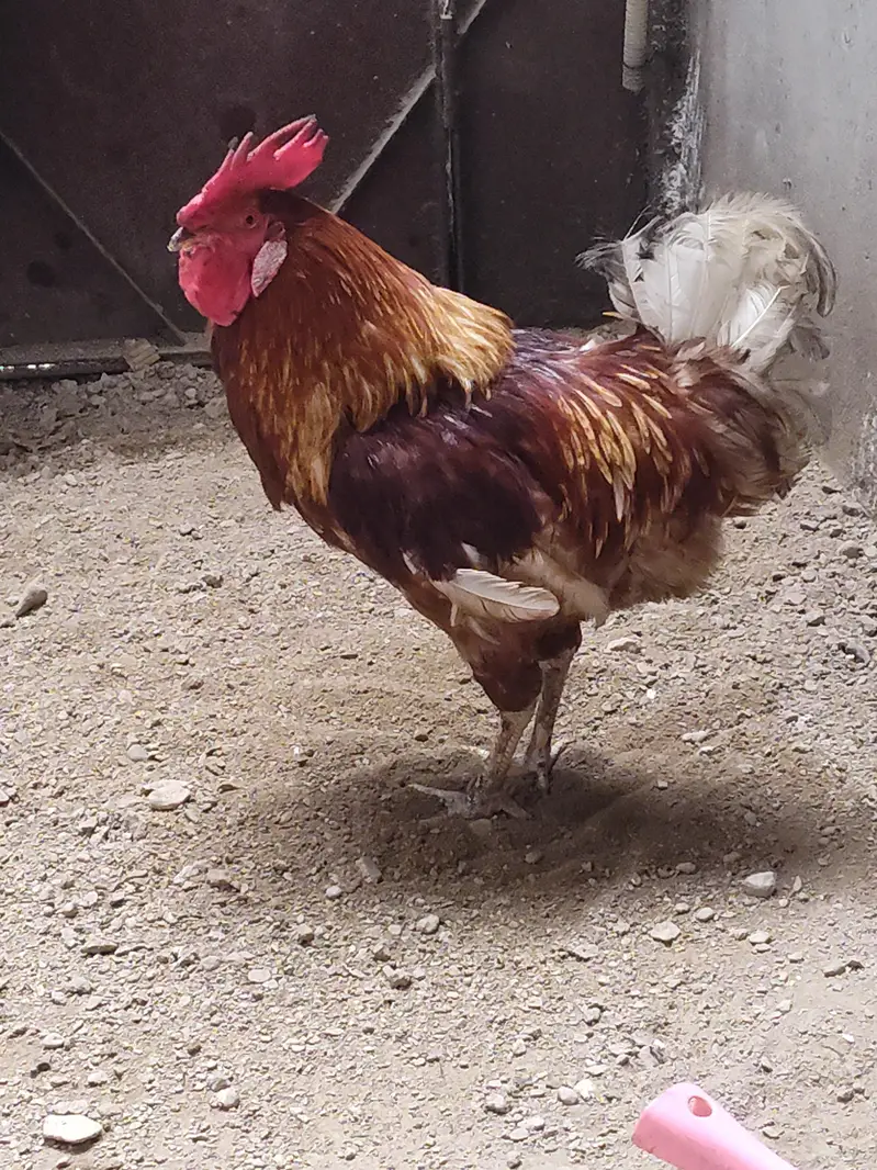 lohmann male — photo 3