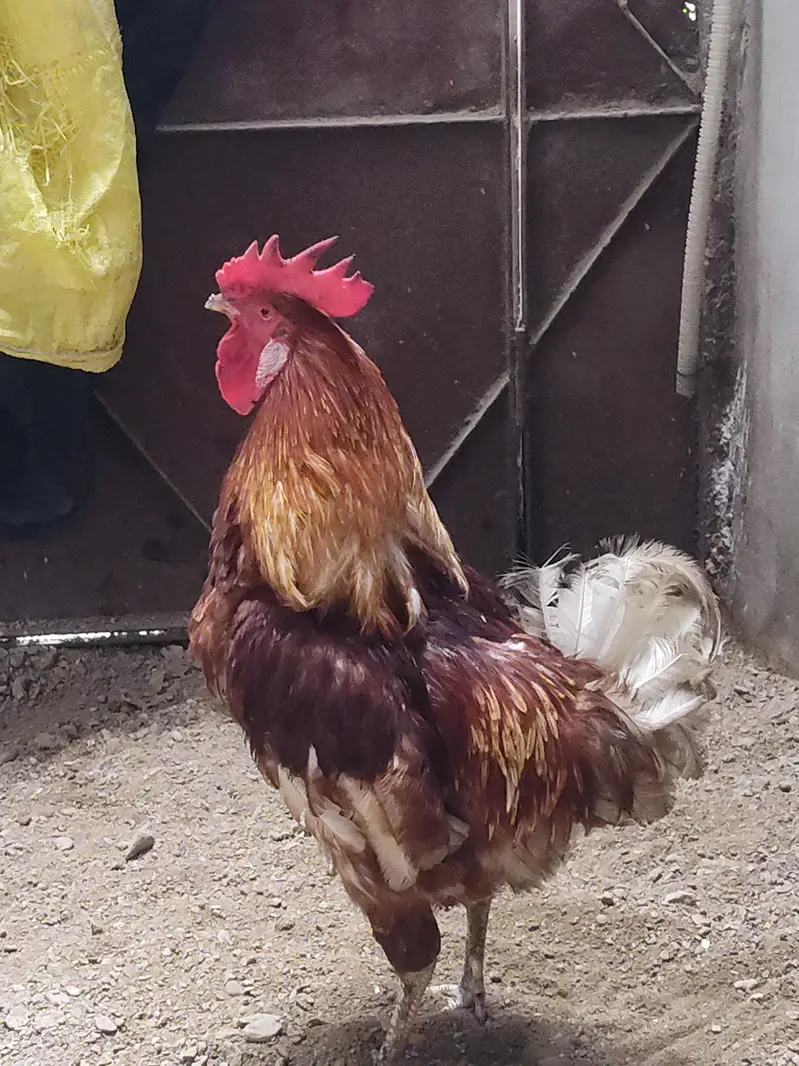 lohmann male — photo 4
