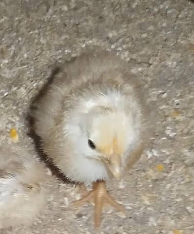 Desi home breed chicks per pices 200