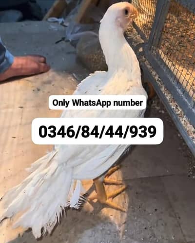 2 month Indian parrot Beak female for sale