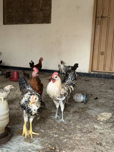 Desi Chick Golden Misri Urgent sale